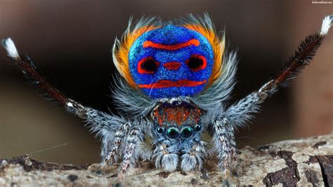 Coastal <b>peacock</b> spidert care identification pictures in web diet. . Peacock jumping spiders for sale